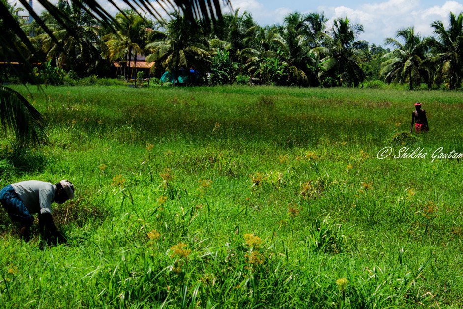 beautiful fields in kerala