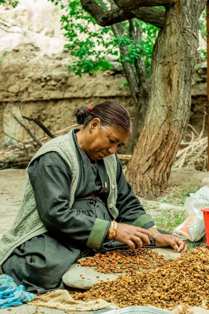 ladakhi woman peeling almonds 